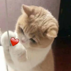 日本大山雀操逼视频
